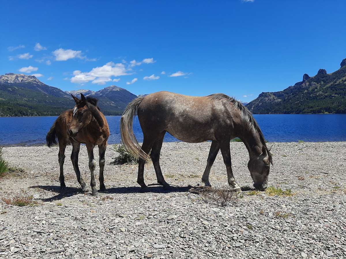 Dos caballos en la costa, con el lago y las montañas detrás